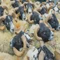 Sheep show and sale (20)